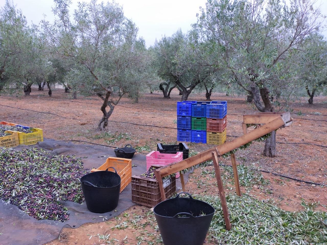 Trabajo tradicional en el olivar de Oliveral Calatayud